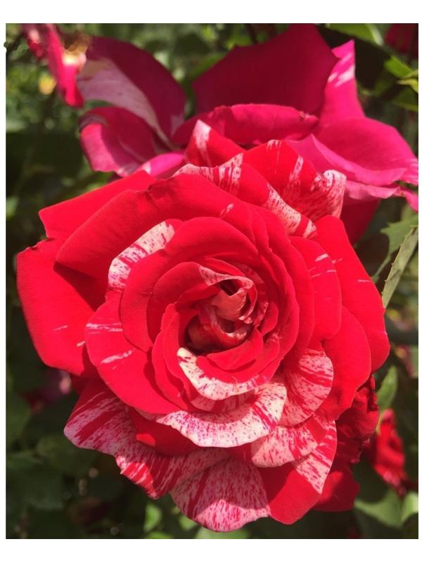 Саженец Роза плетистая 