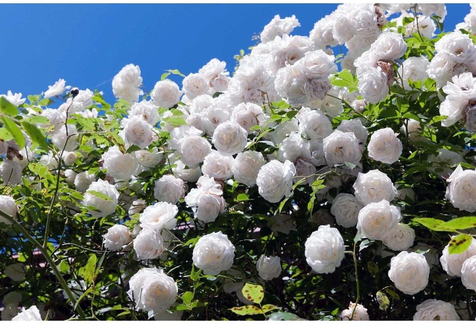 Саженец Роза плетистая 