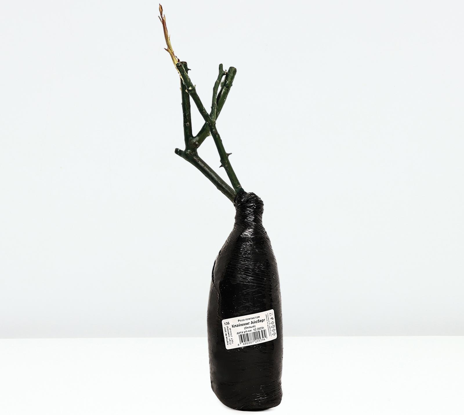 Саженец Роза плетистая 