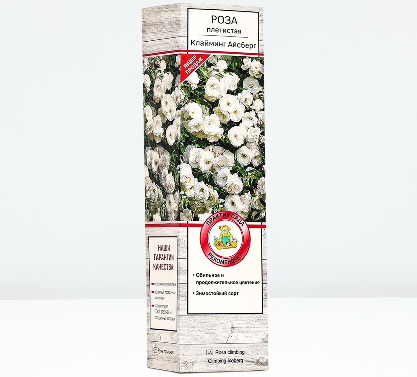 Саженец Роза плетистая 