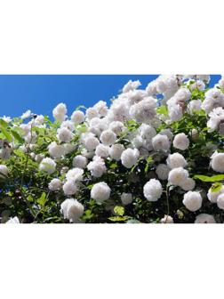 Саженец Роза плетистая 