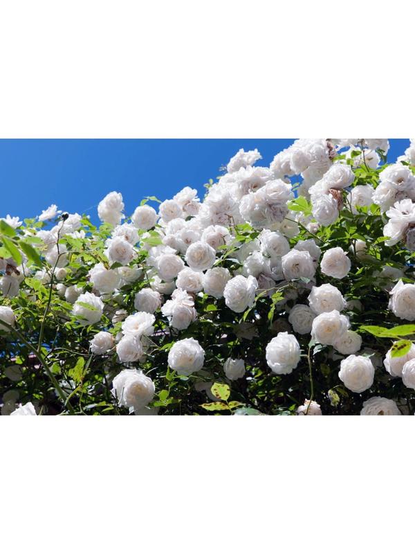 Саженец Роза плетистая 