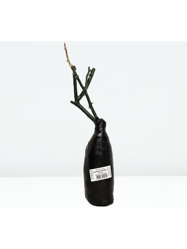 Саженец Роза плетистая 