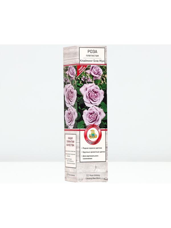 Саженец Роза плетистая 