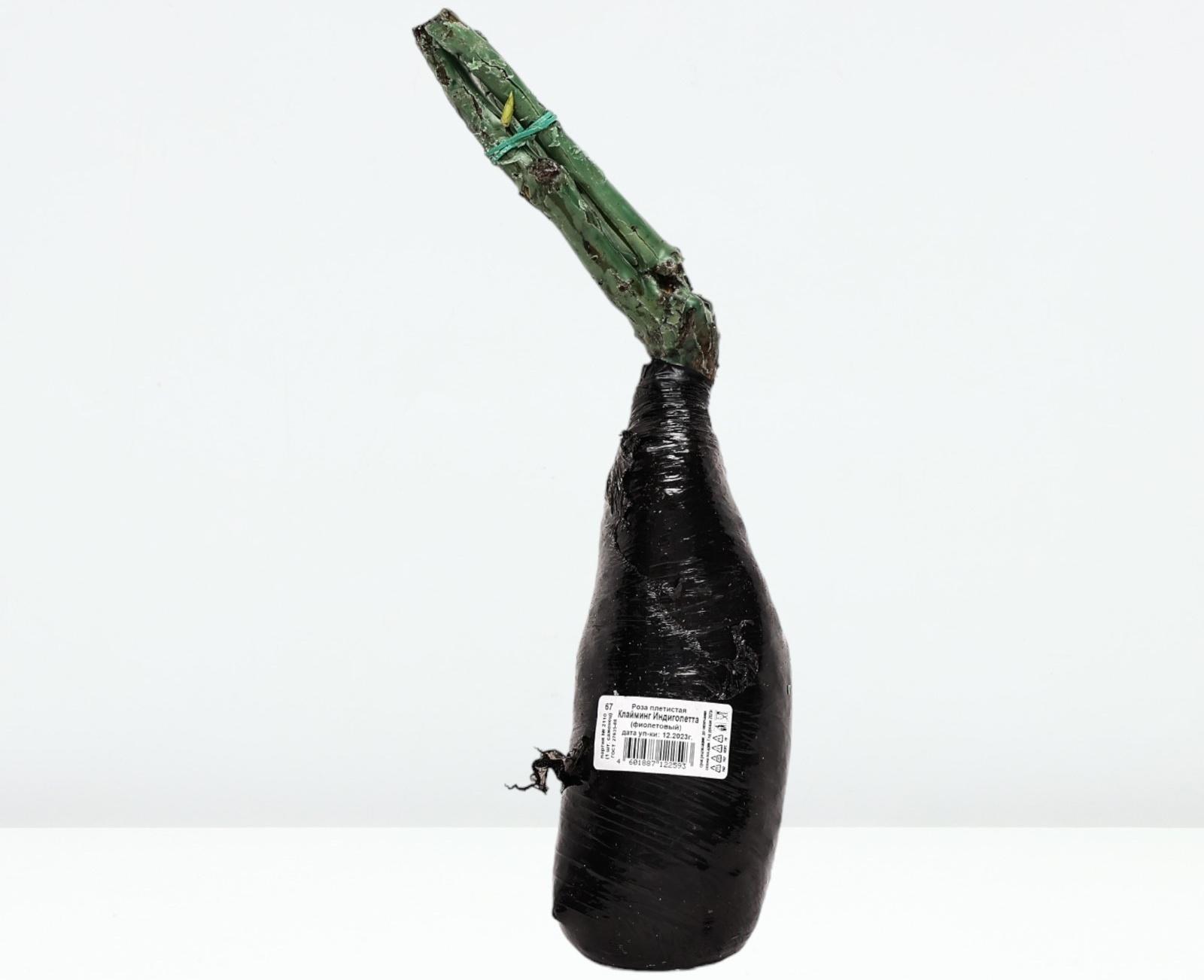 Саженец Роза плетистая 