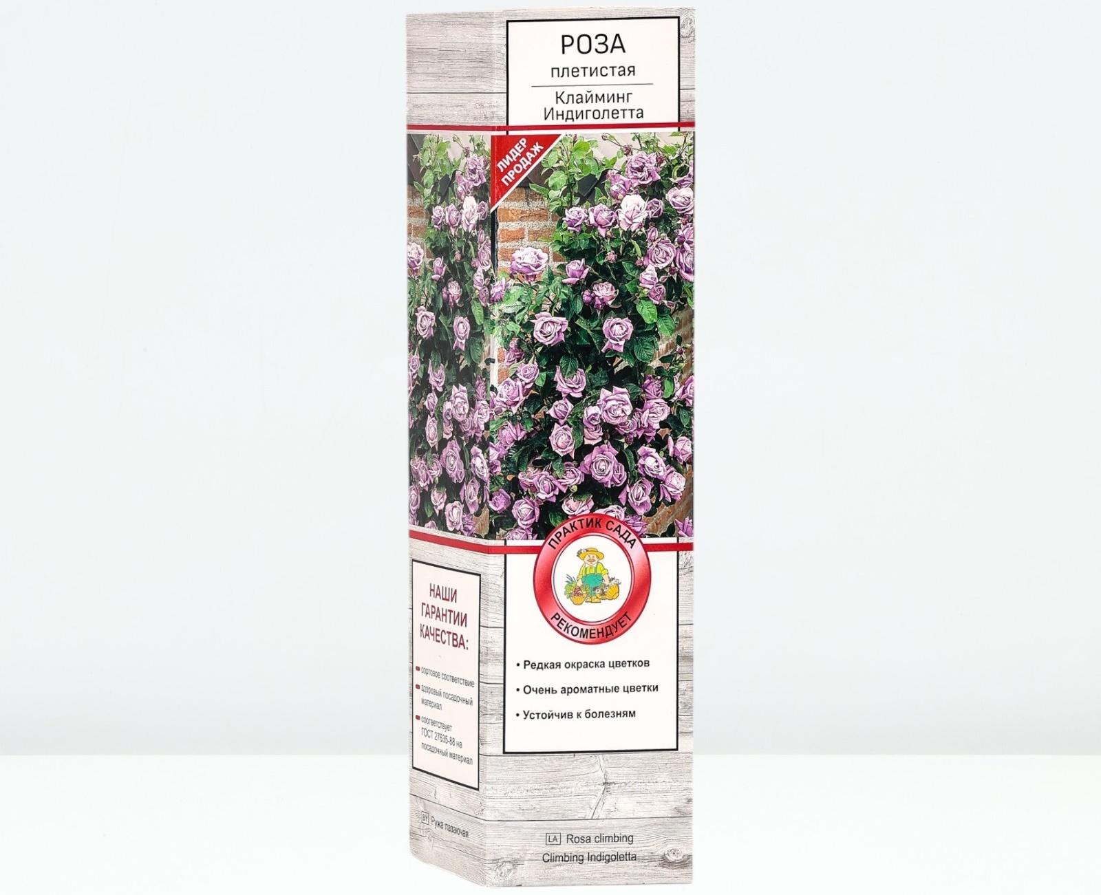 Саженец Роза плетистая 