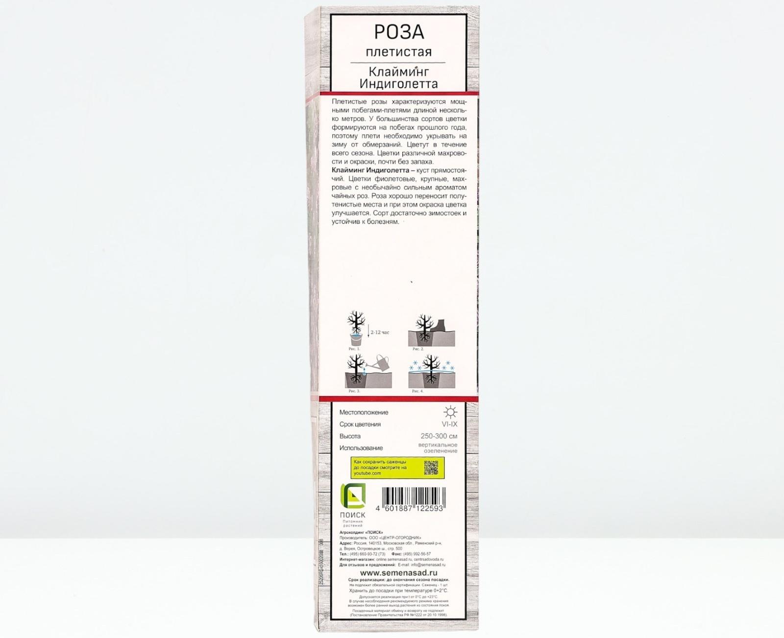 Саженец Роза плетистая 