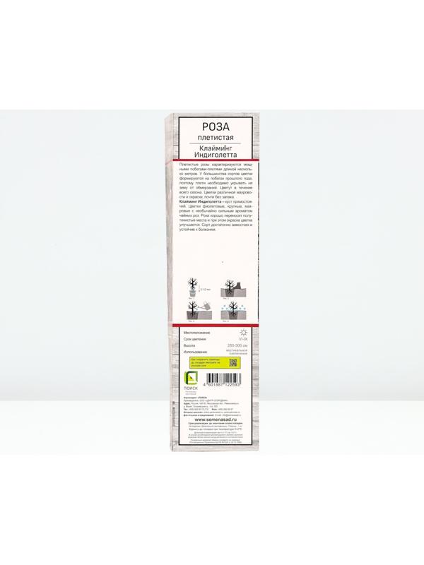 Саженец Роза плетистая 