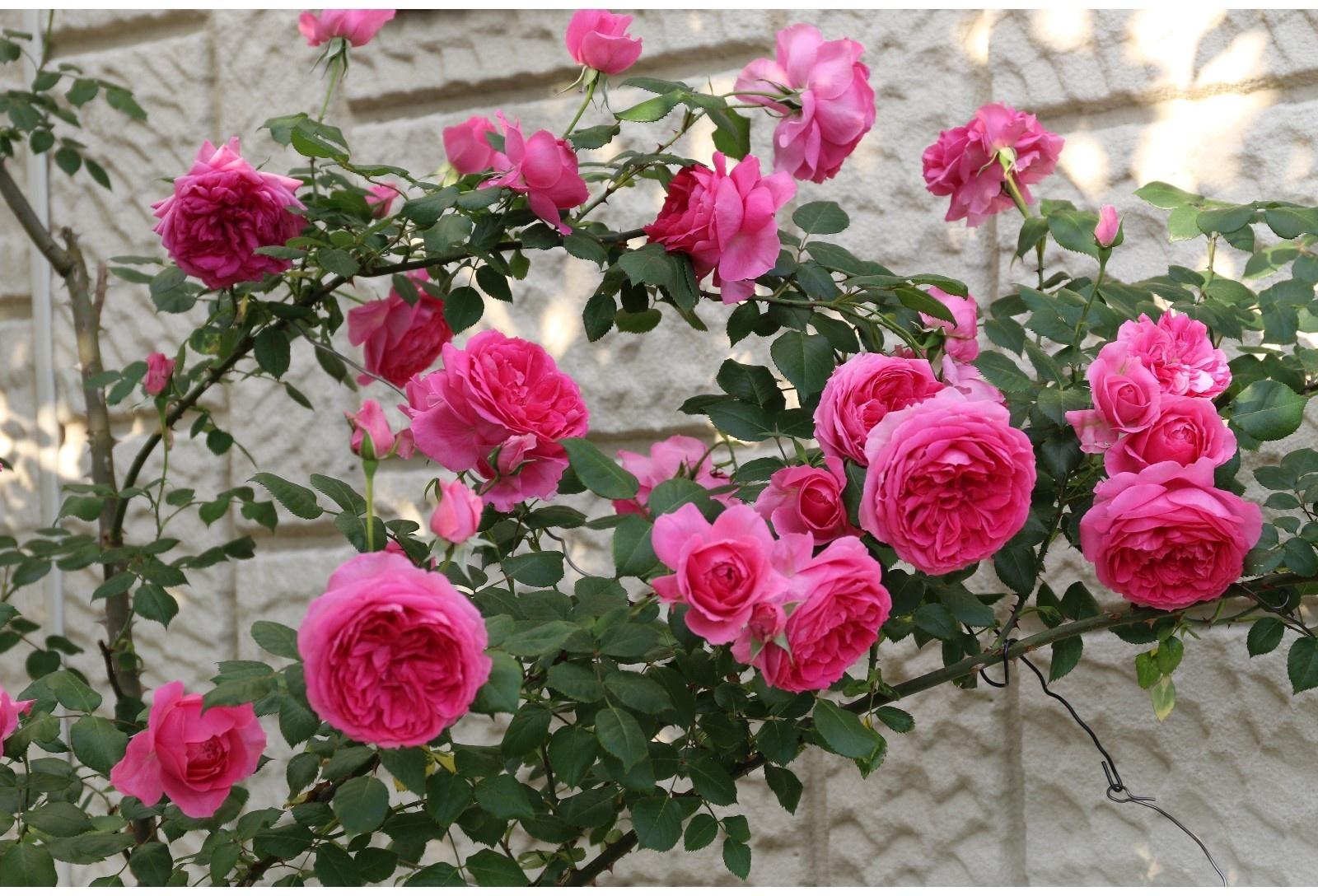 Саженец Роза плетистая 