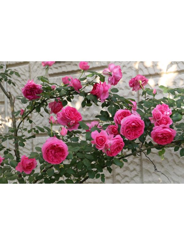 Саженец Роза плетистая 