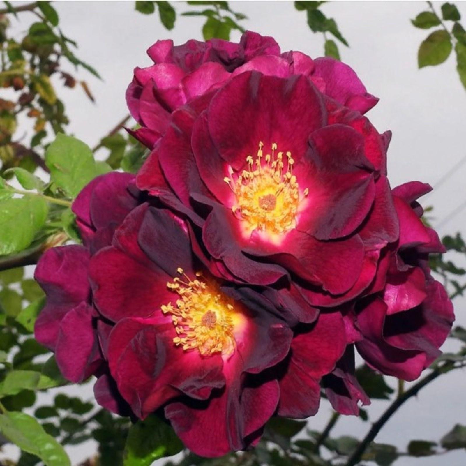 Саженец Роза плетистая 