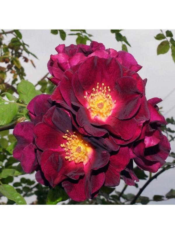 Саженец Роза плетистая 