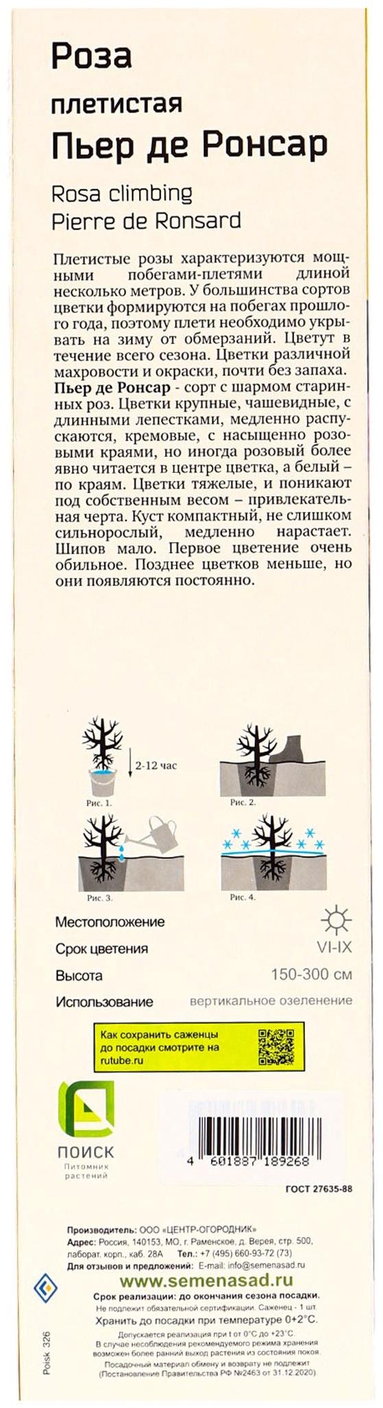 Саженец Роза плетистая 