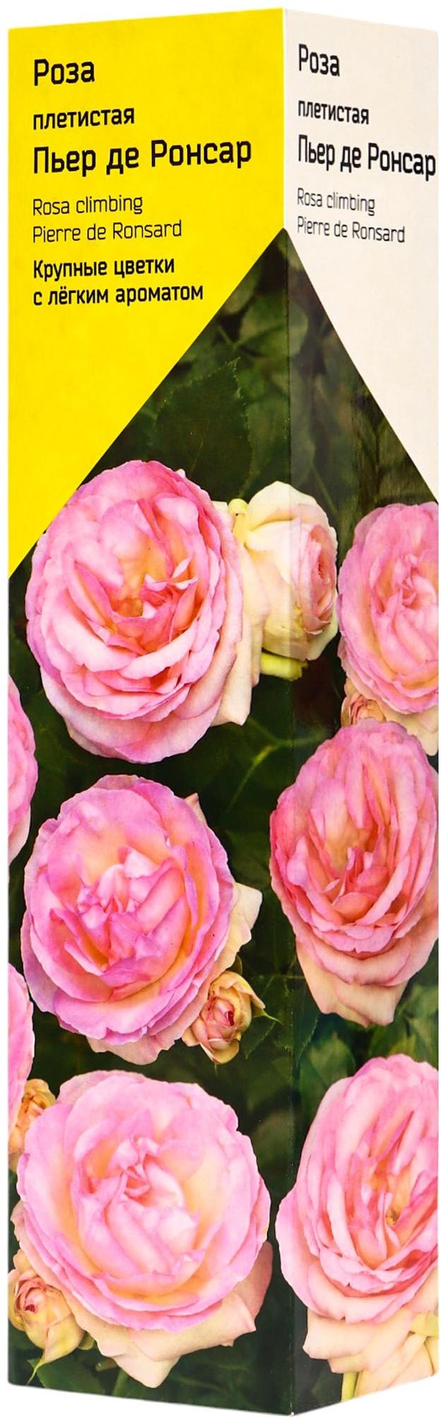 Саженец Роза плетистая 