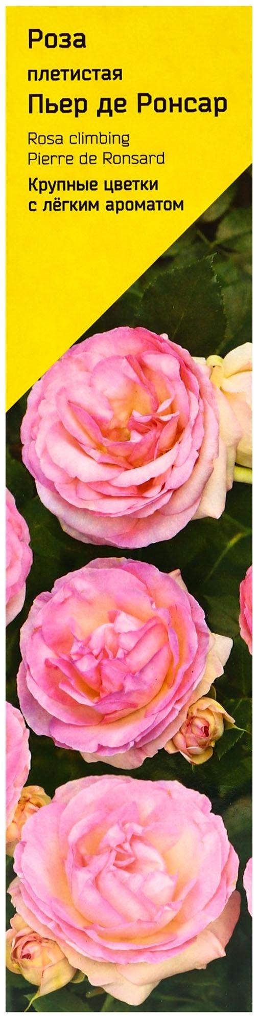 Саженец Роза плетистая 