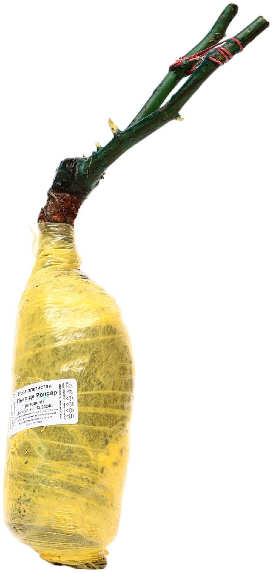 Саженец Роза плетистая 