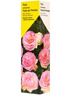 Саженец Роза плетистая 