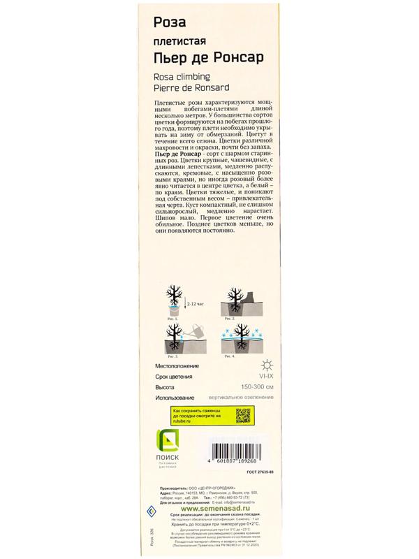 Саженец Роза плетистая 