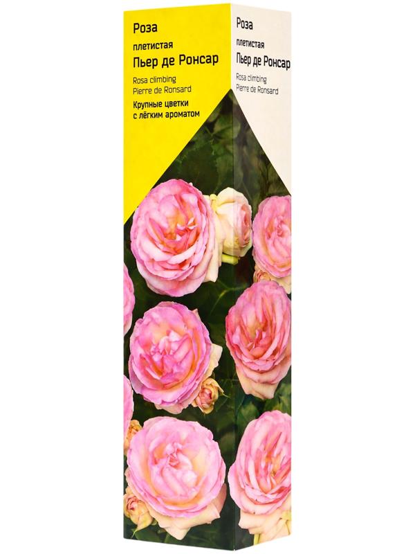 Саженец Роза плетистая 