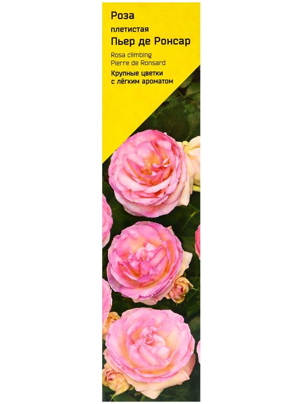 Саженец Роза плетистая 