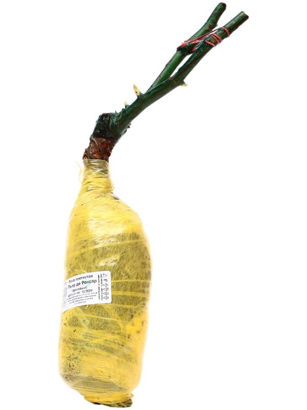 Саженец Роза плетистая 