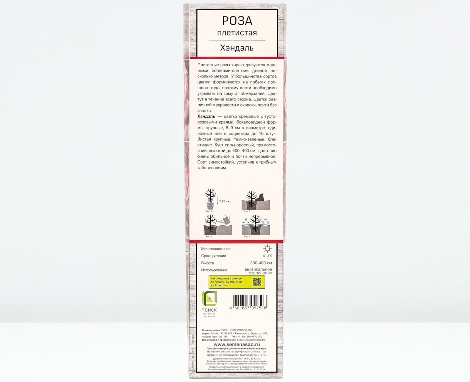 Саженец Роза плетистая 