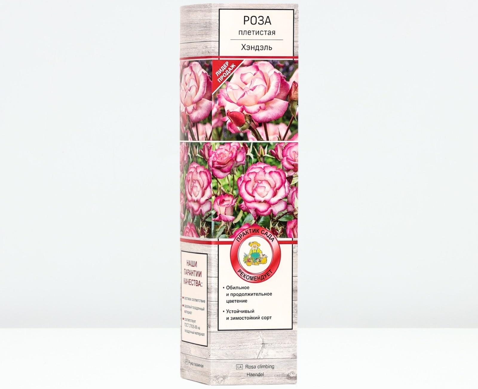 Саженец Роза плетистая 