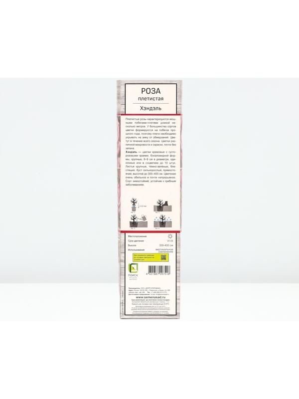 Саженец Роза плетистая 