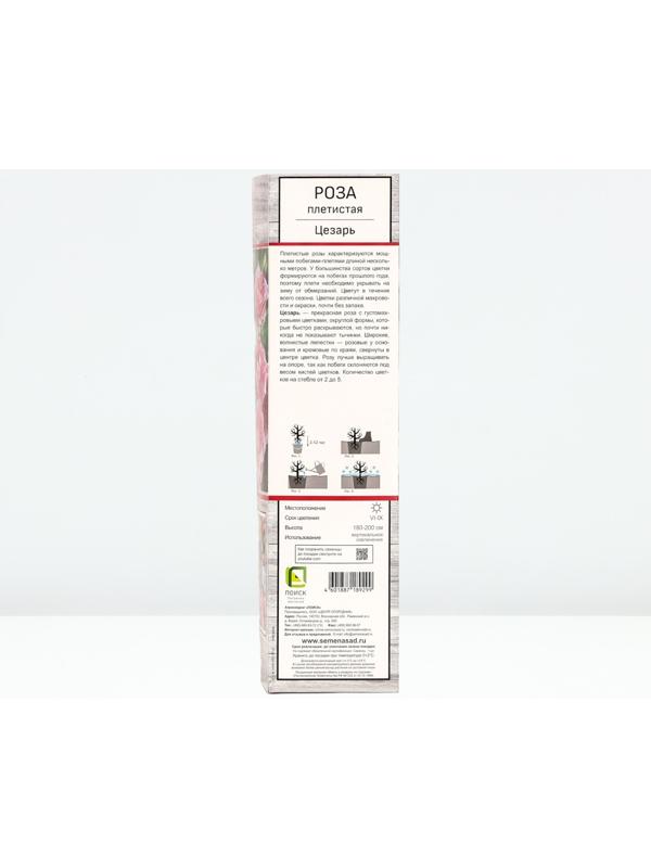 Саженец Роза плетистая 