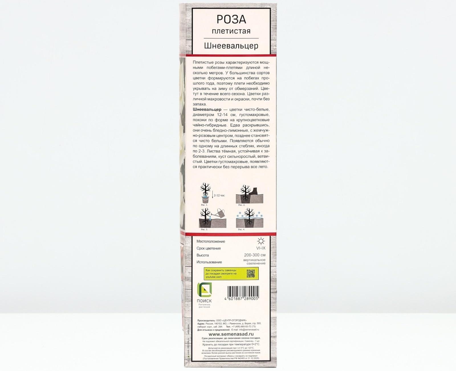 Саженец Роза плетистая 