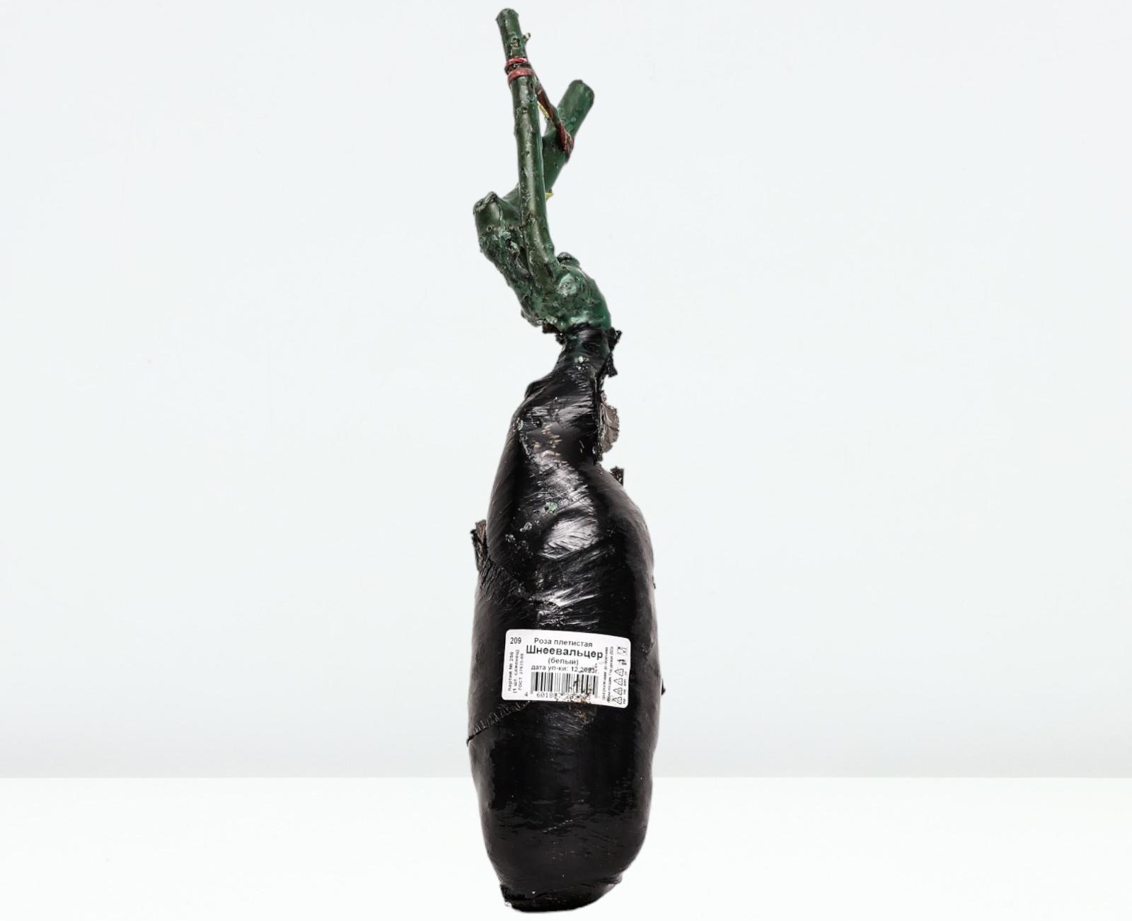 Саженец Роза плетистая 