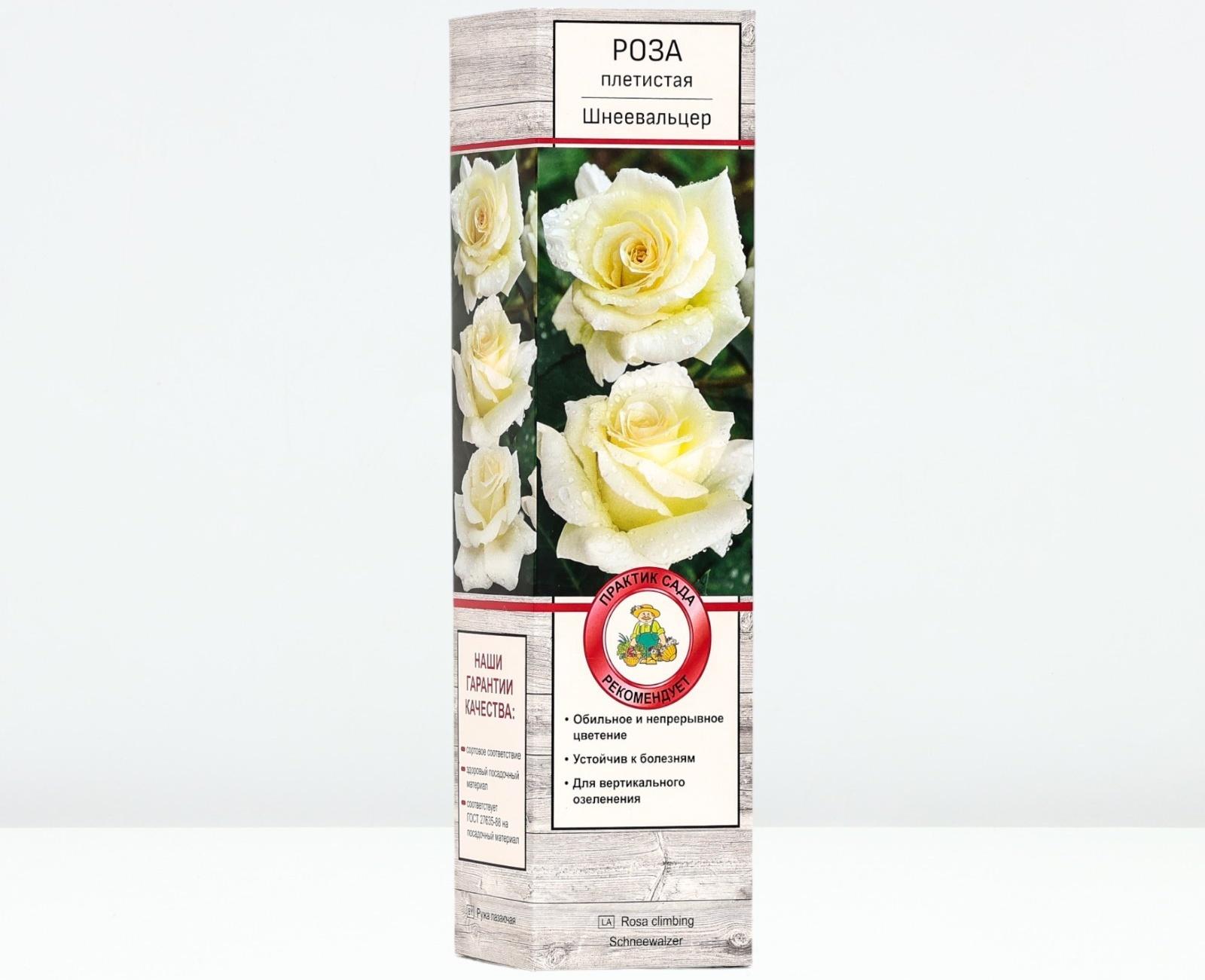 Саженец Роза плетистая 