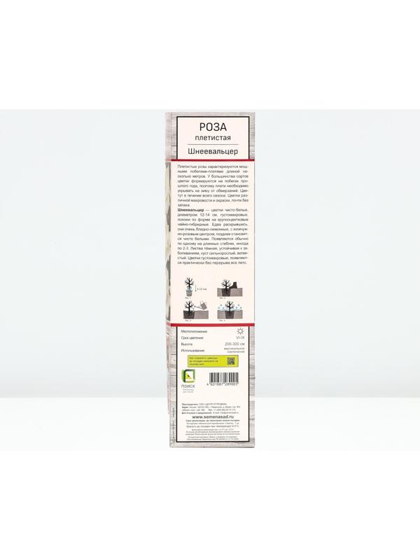 Саженец Роза плетистая 