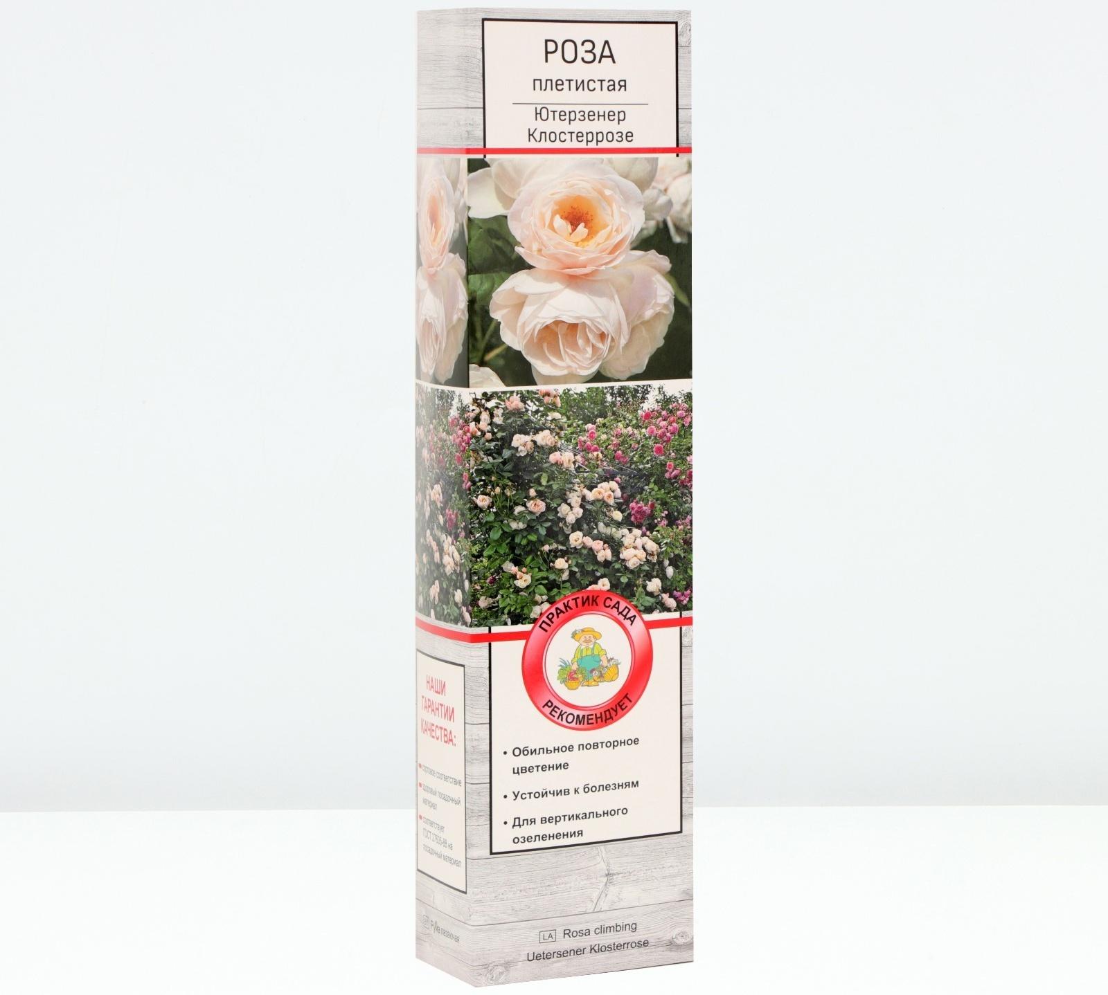 Саженец Роза плетистая 