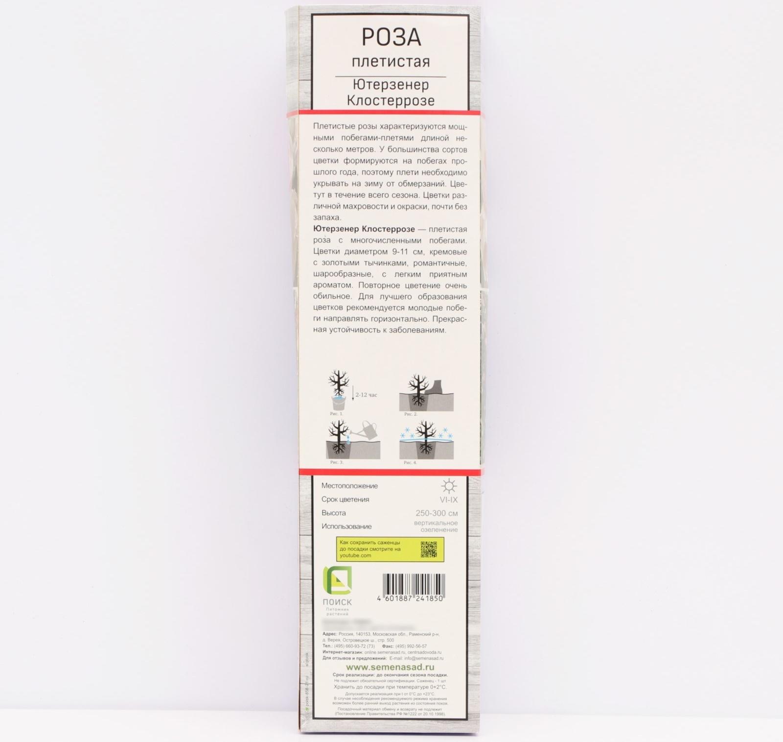 Саженец Роза плетистая 