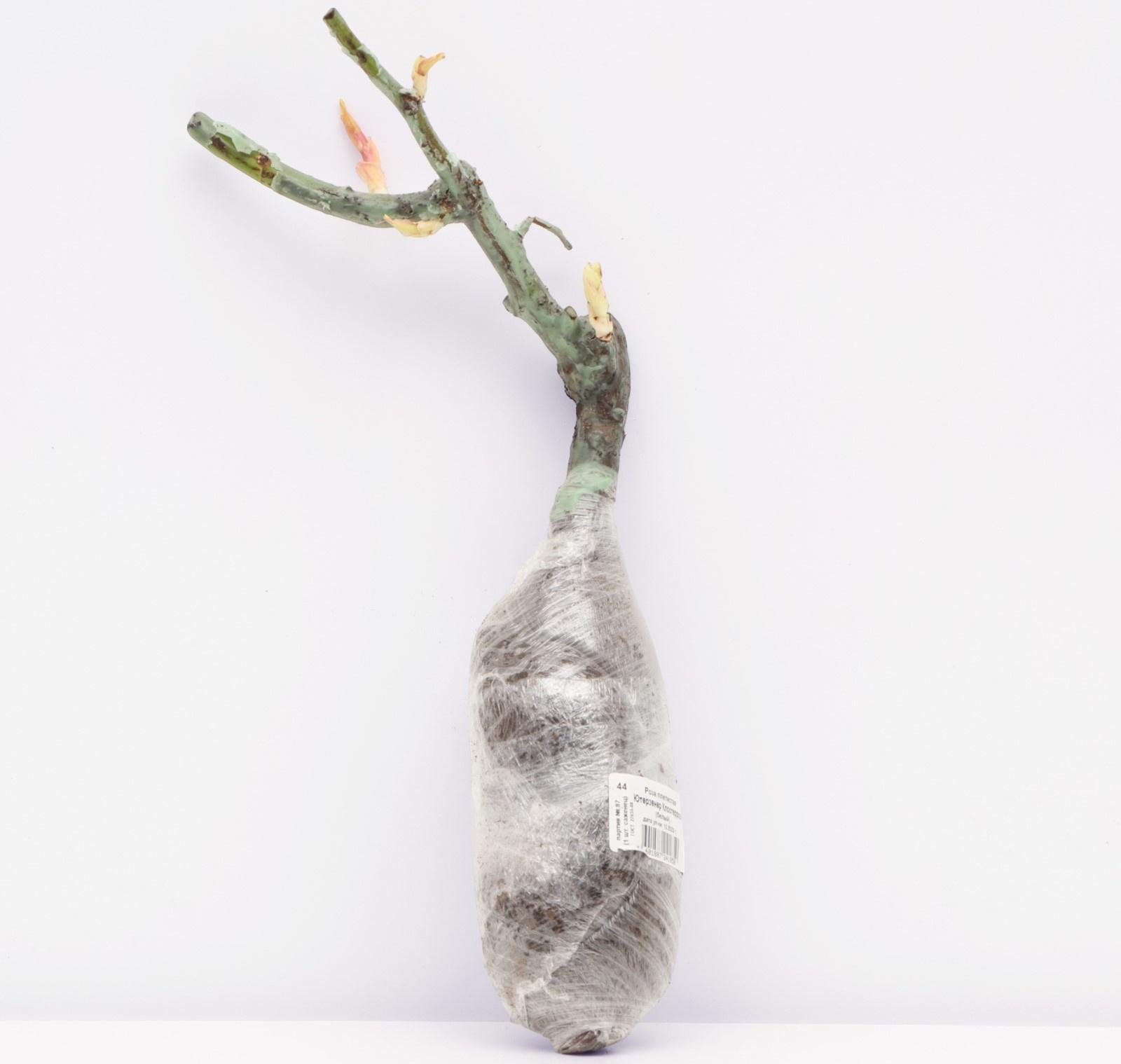 Саженец Роза плетистая 