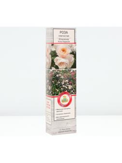 Саженец Роза плетистая 