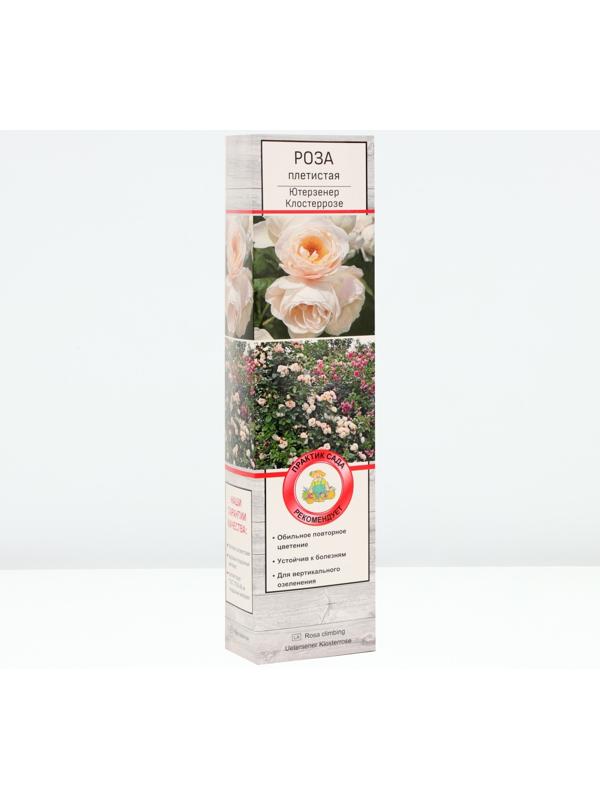Саженец Роза плетистая 