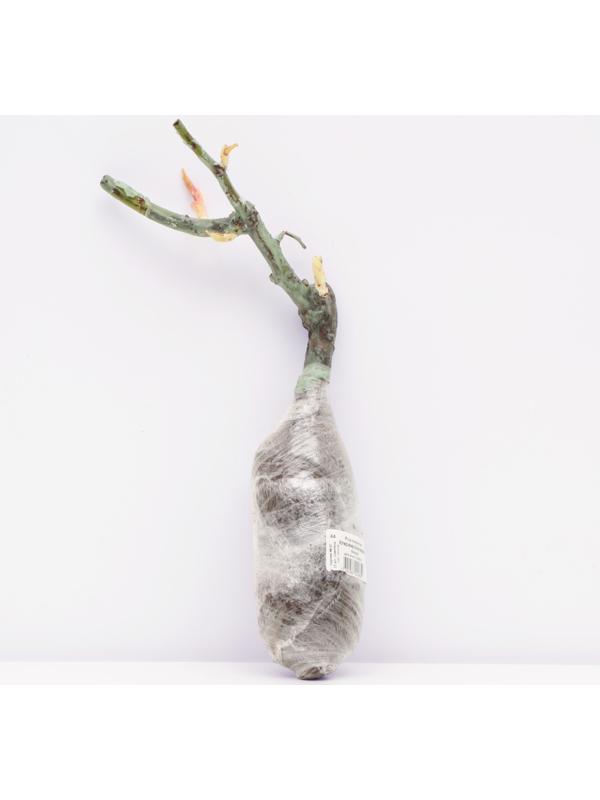 Саженец Роза плетистая 