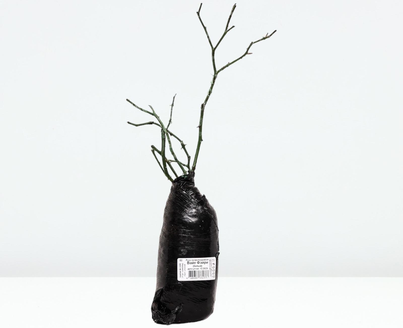 Саженец Роза почвопокровная 