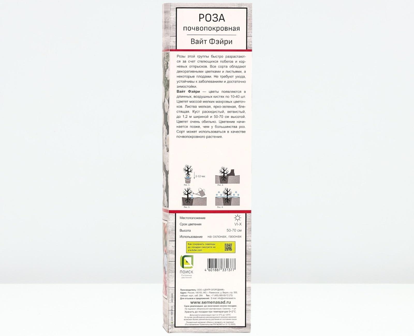 Саженец Роза почвопокровная 