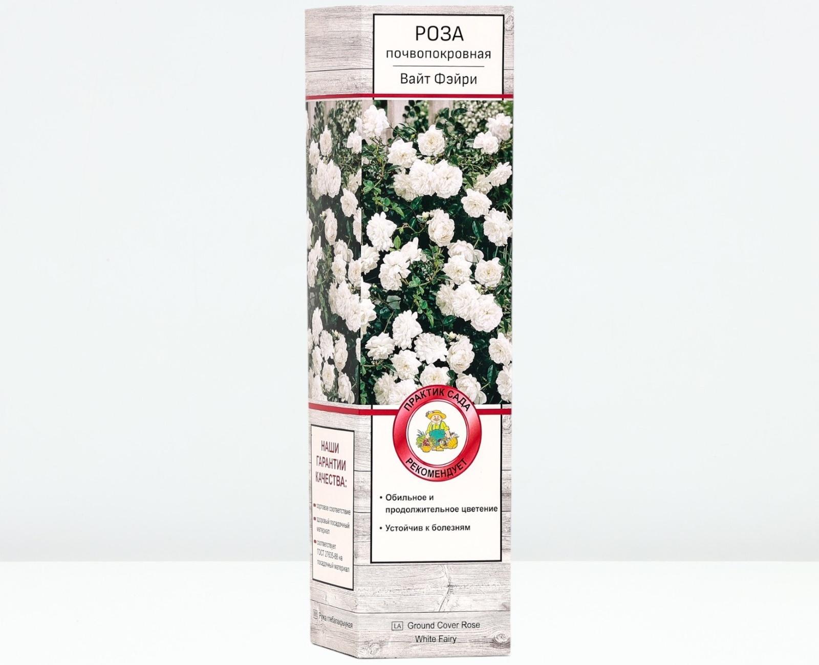 Саженец Роза почвопокровная 