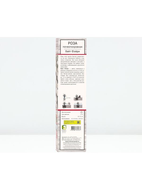 Саженец Роза почвопокровная 