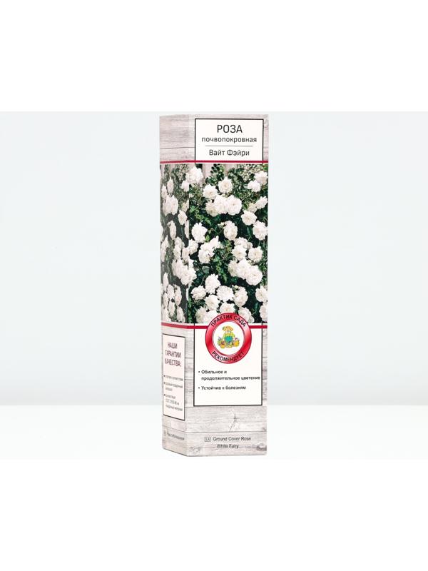 Саженец Роза почвопокровная 