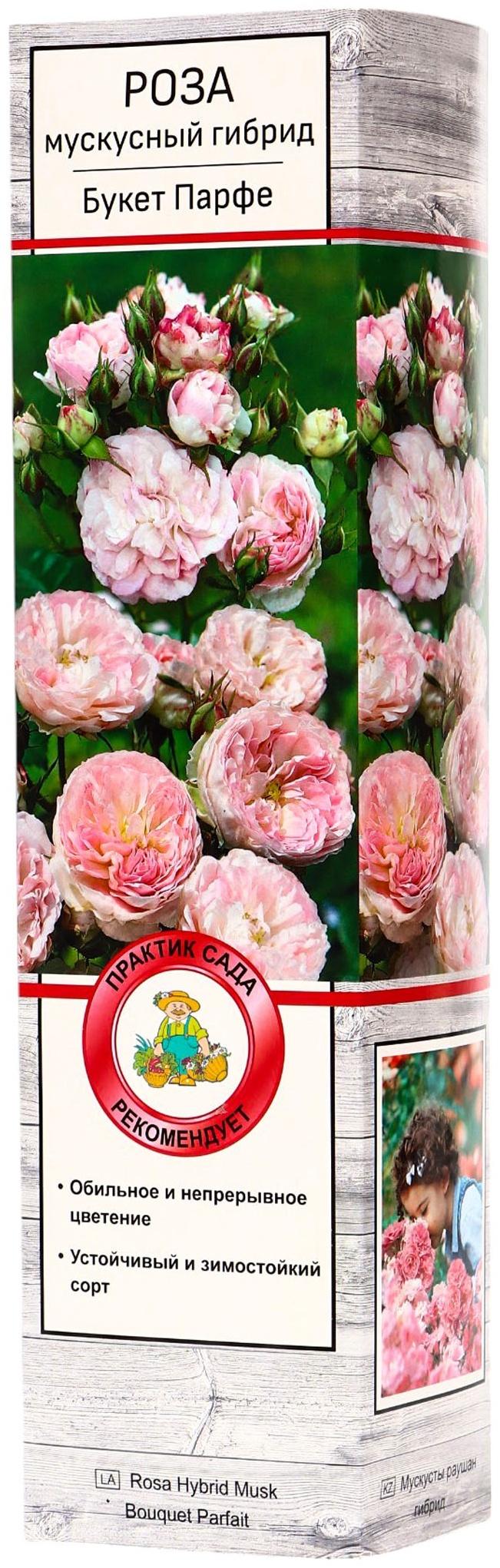 Саженец Роза мускусные гибриды 