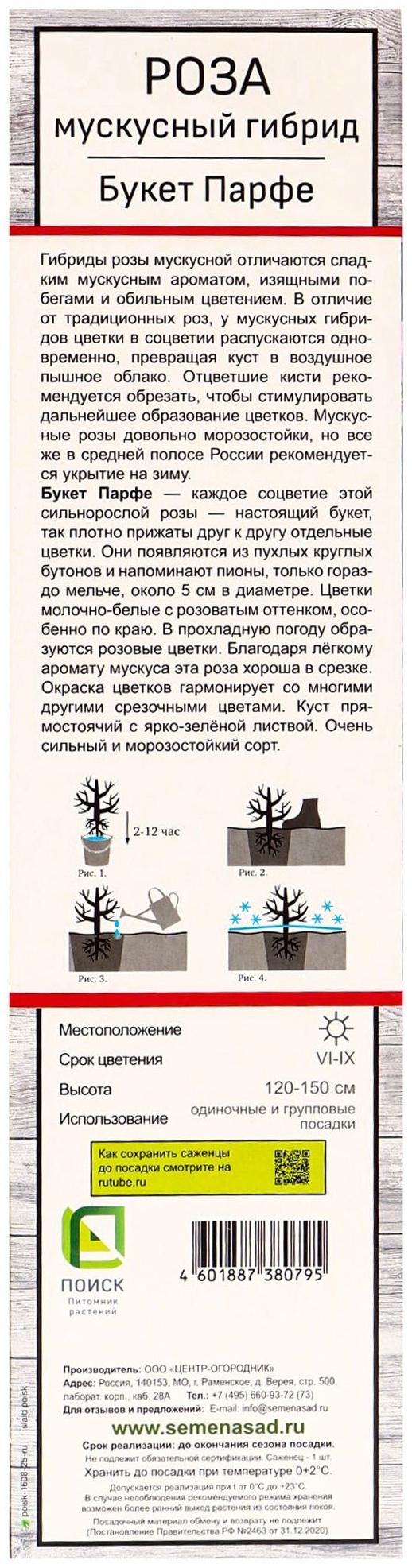 Саженец Роза мускусные гибриды 