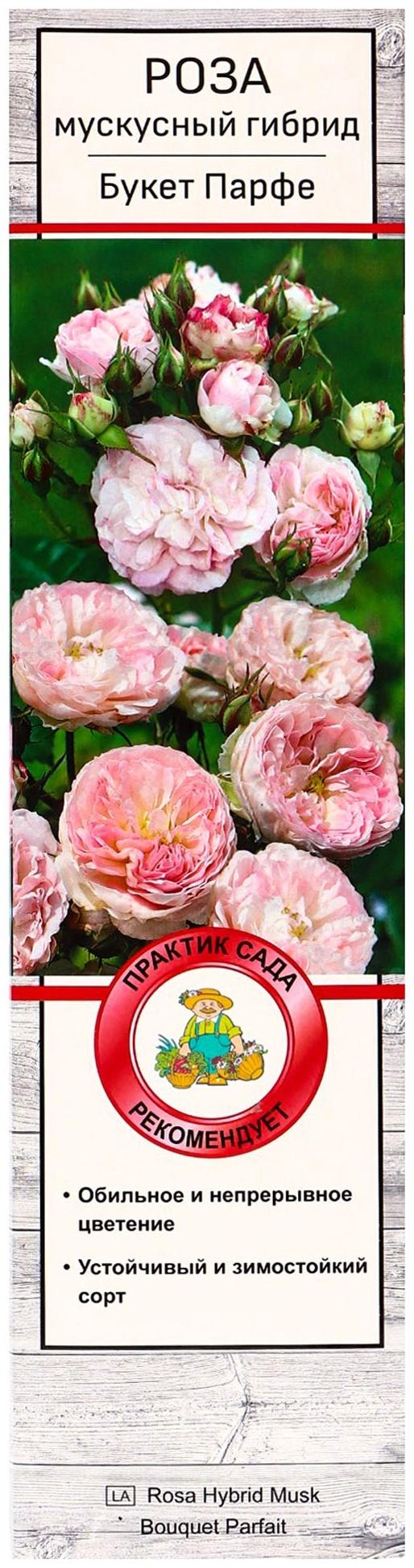 Саженец Роза мускусные гибриды 