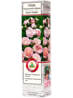 Саженец Роза мускусные гибриды 