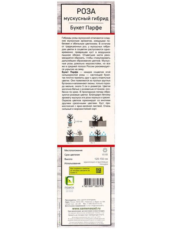 Саженец Роза мускусные гибриды 