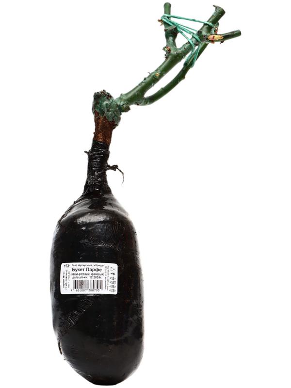 Саженец Роза мускусные гибриды 